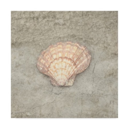 Lightboxjournal 'Gypsy Sea Dark Shell' Canvas Art,24x24